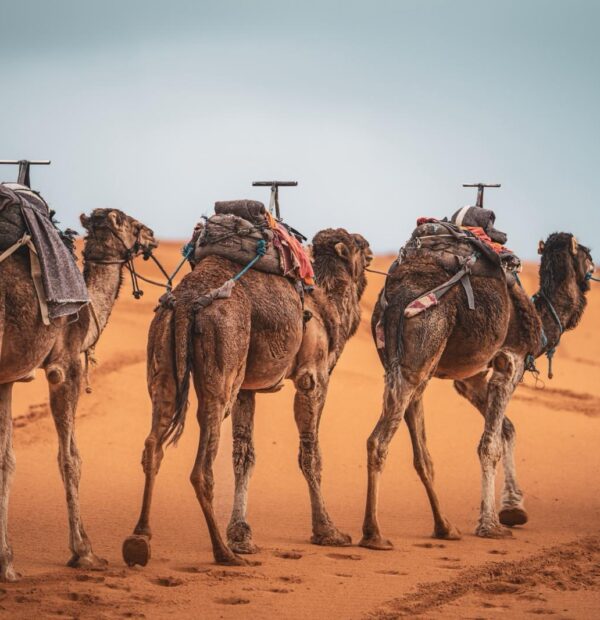 Tour 3 Giorni da Casablanca al Deserto del Sahara